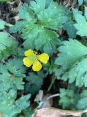 Ranunculus repens