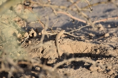 Aspidoscelis marmoratus