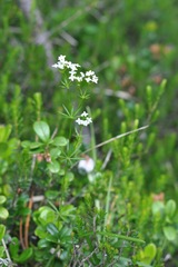 Galium uliginosum