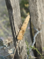 Phalaris canariensis