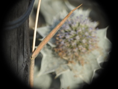 Phalaris canariensis