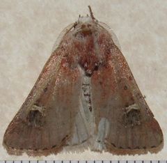 Eucoptocnemis fimbriaris