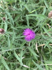 Centaurea nigra