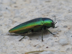 Eurythyrea micans