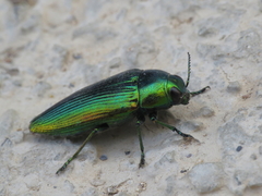Eurythyrea micans