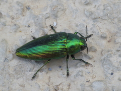 Eurythyrea micans