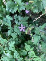 Geranium robertianum