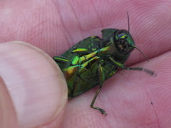 Eurythyrea micans