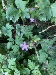 Geranium robertianum
