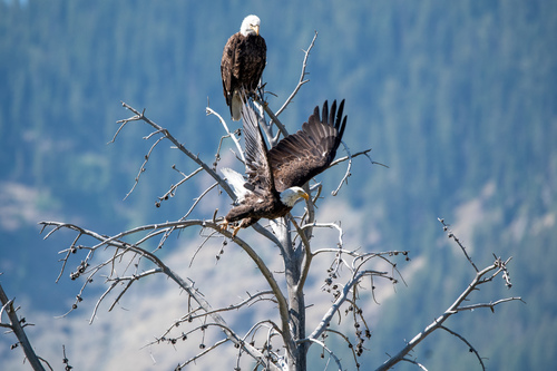 Bald Eagle photographed in Wyoming