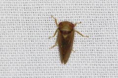 Iassus lanio