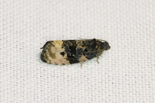 Shoulder-spot Marble, 6874 Wolfheze, Nederland, photo 7 of 10