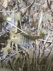 Anuroctonus phaiodactylus