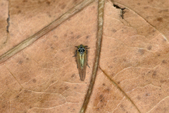 Javesella pellucida