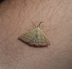 Polypogon tentacularia
