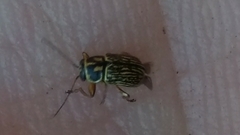 Pachybrachis scriptus