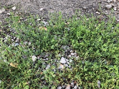 Polygonum aviculare