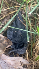 Craterellus cornucopioides