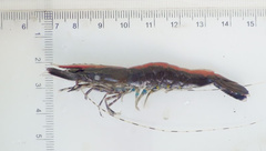 Penaeus
