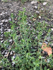 Polygonum aviculare