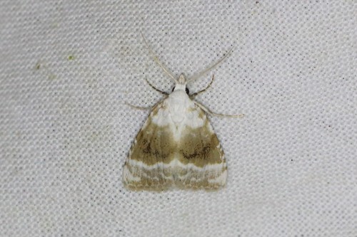 Kent Black Arches, photo 5 of 10