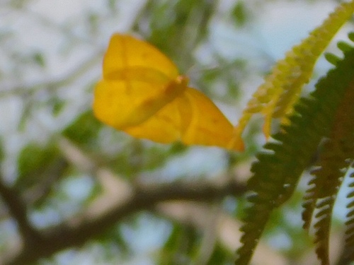 Large Orange Sulphur photo 6