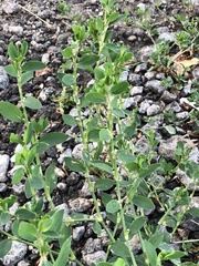 Polygonum aviculare