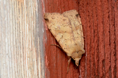 Diarsia esurialis