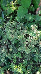 Oxalis tomentosa