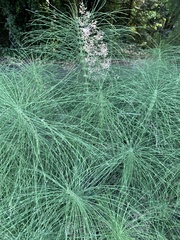 Equisetum telmateia