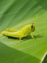 Schistocerca obscura