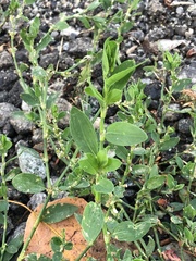 Polygonum aviculare