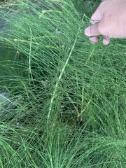 Equisetum telmateia