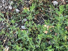 Polygonum aviculare