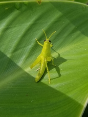 Schistocerca obscura