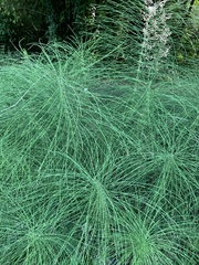Equisetum telmateia