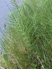 Equisetum telmateia