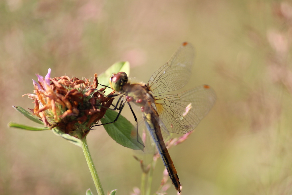 Yellow-winged Darter