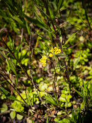 Rorippa palustris palustris