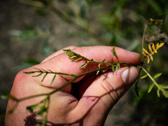 Rorippa palustris palustris