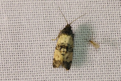 Ragwort crown-boring moth