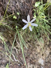 Anthericum