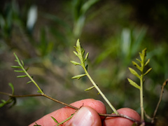 Rorippa palustris palustris