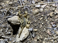 Anuroctonus phaiodactylus