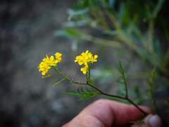 Rorippa palustris palustris