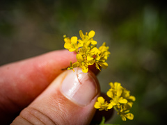 Rorippa palustris palustris