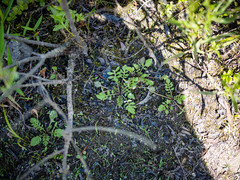 Rorippa palustris palustris