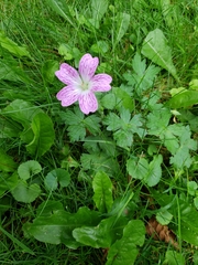 Geranium palustre