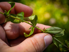 Hypericum ellipticum