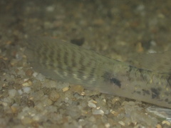 Glossogobius aureus